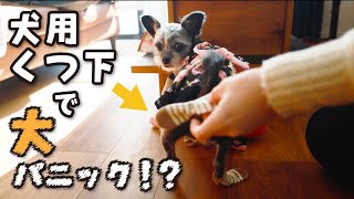 犬用靴下で大パニック？！