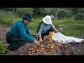 harvesting the best chauchas potatoes in the mountains