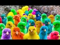 Ayam Lucu, ayam warna warni, ayam rainbow, kelinci lucu, bebek lucu, ikan koi, Hewan Lucu