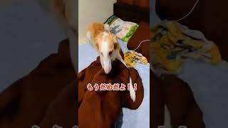 主張する大型犬#shorts#大型犬#ボルゾイ