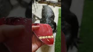 【太派了吧XD】唯一敢挑戰鱷魚的狗勾? 黑汪低吼守護肉肉｜鱷魚｜狗｜挑戰