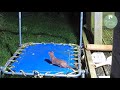 stoat kit goes wild on trampoline discover wildlife robert e fuller