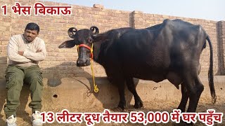 ताज़ा बियाई भैस 13 लीटर दूध तैयार 53,000 में आपके घर पहुँच