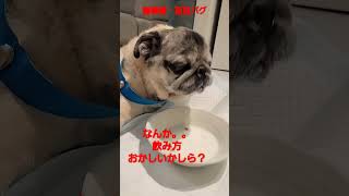 飲み方おかしいかしら？？ #認知症犬 #パグ #shorts