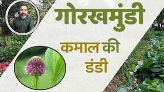 Benefits Of #Indian Globe Thistle | #Sphaeranthus Indicus | #Gorakhmundi Ke Fayde | JadiButi Store