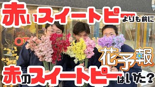 【赤いスイートピー】の都市伝説！花予報2025年1/13~1/19