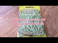 how to grow yard long beans in england ปลูกถั่วฝักยาวใน ประเทศอังกฤษ