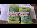 how to grow yard long beans in england ปลูกถั่วฝักยาวใน ประเทศอังกฤษ