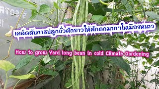 How to Grow YARD LONG BEANS in England, ปลูกถั่วฝักยาวใน ประเทศอังกฤษ