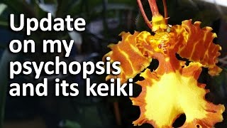 Update on my psychopsis and its keiki