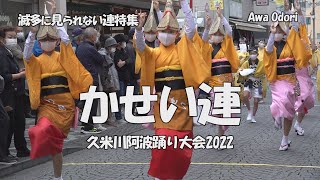 阿波踊り - 流し踊り「かせい連」久米川阿波踊り大会2022 （2022.10.22）