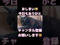 人間⁉️天才⁉️和解交渉する猫！ 天才猫 しゃべる猫 ネコ