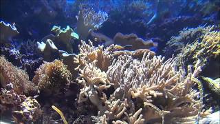 (20140911) 新潟市水族館 マリンピア日本海