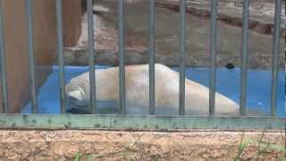 ヤナギを食べたり遊だりのデナリ~Polar Bear is eating and playing