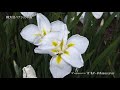 錦大沼ハナショウブ園 nishiki onuma hanashobu garden