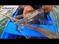 Catching Lambay, Alimasag, or Blue Crabs using 