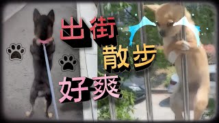 【on.cc東網】【狗狗被吊落樓散步　攬實窗花不願歸家】