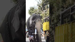 thiruvambadi arjunan തിരുവമ്പാടി അർജുനൻ  #aana #elephant #aanapremi #aanakeralam #thrissur #pooram