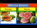 Differences Between Medical And Health Benefits Of Papaya and Guava