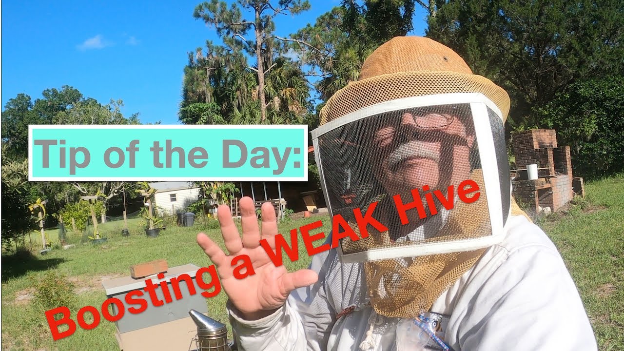 Boosting A Weak Hive Youtube