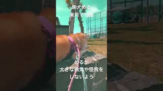 【老犬ホーム】13歳柴犬めるの飼い主の願い#柴犬 #shorts