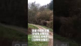 살아있는 전설 사냥견 단성개 #소형단성개 #소형사냥개 #수렵견 #사냥견