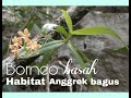 Habitat anggrek indonesia