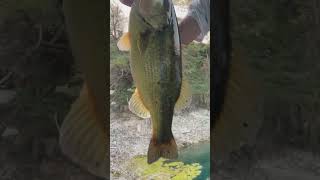 On the WHOPPER PLOPPER!!! URBAN BASS Topwater Fishing Spot #fishingspot #urbanfishing #topwater