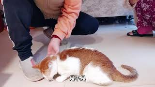 被人致伤的橘猫腊月双眼失明，一见面就黏上了，举动让人心疼