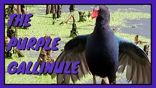 The Purple Gallinule: Everything you need to know | Habitat, Male/Female, Juvenile, Feeding, etc.