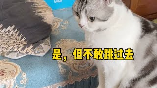 桑葚竟然如此信任我？遇见桑葚是我的幸运吖！桑葚是只猫