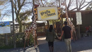 #Giraffe house #stallenbosh #capetown #animallover