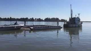 California drought prompts salmon rescue