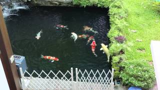 koi360.com: My Clear Water