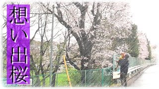 【柴犬達と満開の想い出桜】”壮絶な闘いの日々の中で見た束の間の休息の桜” この桜を泣かずに見られる日は来るのかな…  Special memories Sakura