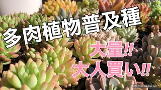 vol.21《多肉植物》普及種を大量、大人買い‼︎