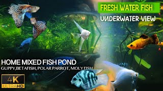 Mixed fish pond Underwater view - ശുദ്ധജല മത്സ്യ കുളം-വെള്ളത്തിനടിയിലുള്ള കാഴ്ച #homepond #fishpond