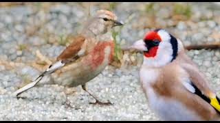 Canto del Cardellino e Fanello Mixto de jilguero y pardillo (carduelis linaria cannabina)