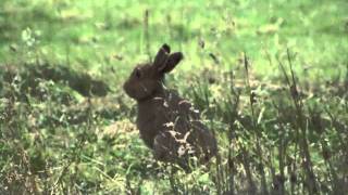 mountain hare on the island of mull