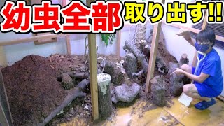 100匹のカブトムシを入れて半年たった特大ケージの土を全て回収します