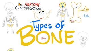 Bone 🦴 Types (Classification) | Human Anatomy Series