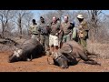 Hunting 7 Cape Buffalo with Thierry Labat Safaris [My Wild Africa Productions]