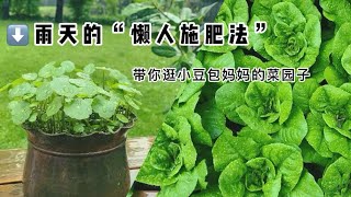 下雨天的懒人施肥法. 带你看看小豆包妈妈菜园子有些什么菜可吃？