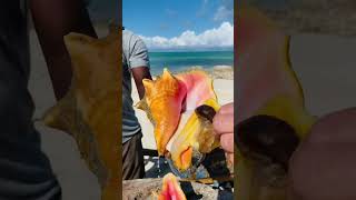 How to remove Conch out of the shell #shorts