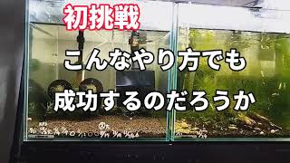 #21佐世保でレッドビーシュリンプを飼育して【新しいスタイル】