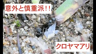 クロヤマアリに鰹節を与えてみた　Formica japonica