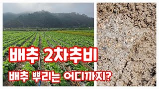 배추 2차 추비 시기 종류 그리고 배추 뿌리는 어디까지 나왔을까요 9월 18일