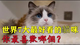 世界7大最好看的貓咪，波斯貓和布偶貓成功入選，你最喜歡哪個？ 1