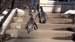 ペンギンさんとお散歩♪#1　The walk with Penguins #1.