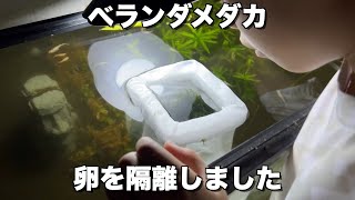 【ベランダメダカ】卵を発見したので隔離しました